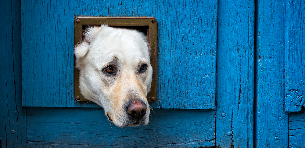 Dog-door-flaps.jpg